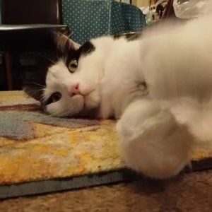 Meet your Posher, Jane